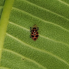 Dinocampus coccinellae paralysis virus