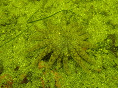 Pycnopodia helianthoides image