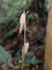 Stereosandra javanica