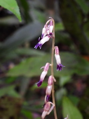 Stereosandra javanica