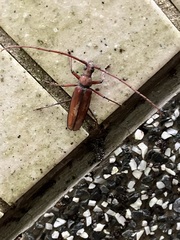 Aegolipton marginale