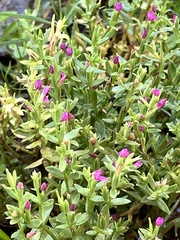 Centaurium japonicum