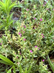 Centaurium japonicum