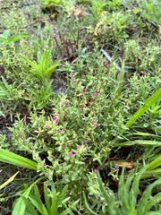Centaurium japonicum
