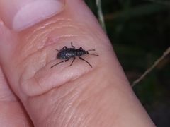 Lachnopus floridanus