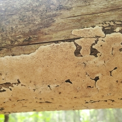 Perenniporia tenuis