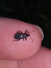 Lachnopus floridanus
