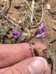 Astragalus hallii fallax