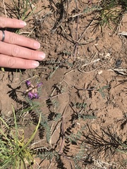 Astragalus hallii fallax