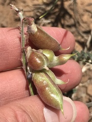 Astragalus hallii fallax