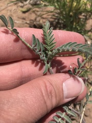 Astragalus hallii fallax