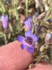 Penstemon linarioides
