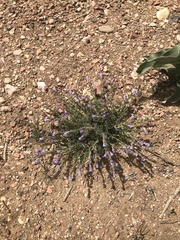 Penstemon linarioides