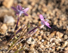 Gilia leptantha purpusii