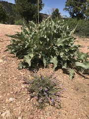 Penstemon linarioides