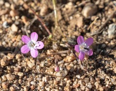 Gilia leptantha purpusii