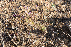 Gilia leptantha purpusii