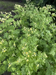 Tanacetum parthenium