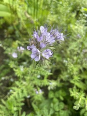 Tanacetum parthenium