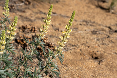 Lupinus elatus