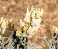 Lupinus elatus