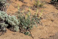 Lupinus elatus