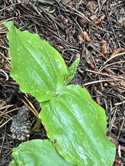 Neottia banksiana