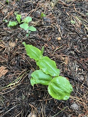Neottia banksiana