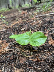 Neottia banksiana