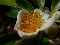 Schima superba kankaoensis