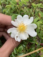 Rosa lucieae