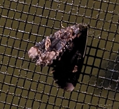 Homophoberia apicosa
