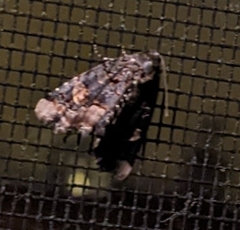 Homophoberia apicosa