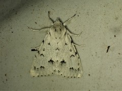 Acronicta vulpina