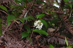 Viburnum integrifolium