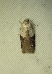 Acleris braunana