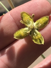 Frasera albomarginata