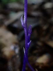 Burmannia itoana