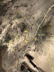 Frasera albomarginata