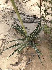 Frasera albomarginata