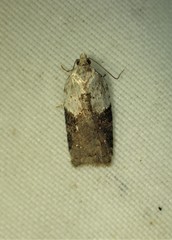 Acleris braunana