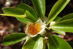 Schima superba kankaoensis