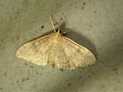 Framinghamia helvalis