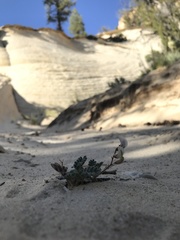 Astragalus striatiflorus