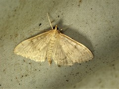 Framinghamia helvalis