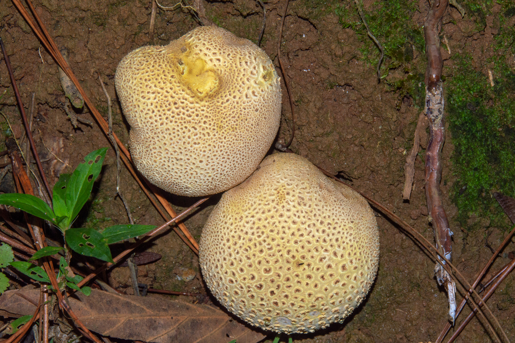 Scleroderma citrinum · April 2014 · photo: © w_endo (iNaturalist, cc0)
