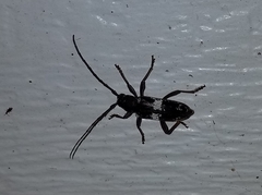 Enaphalodes taeniatus