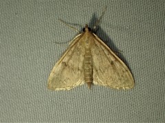 Framinghamia helvalis