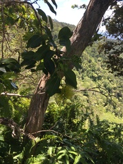 Metrosideros macropus