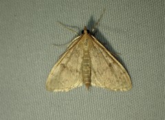 Framinghamia helvalis